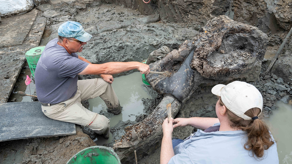 research archaeologists excavating a mastodon skull