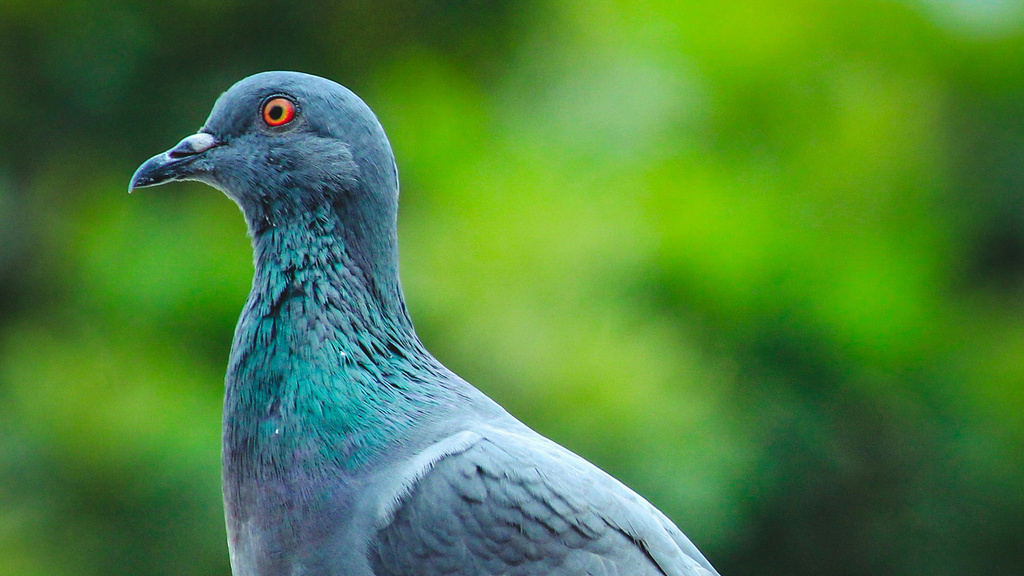 a pigeon in an outdoor setting in side profile, looking to the left edge of the screen